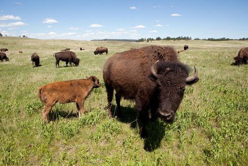 The growing appetite for bison is part of a wider trend toward organic foods, a small but expanding part of the food industry.