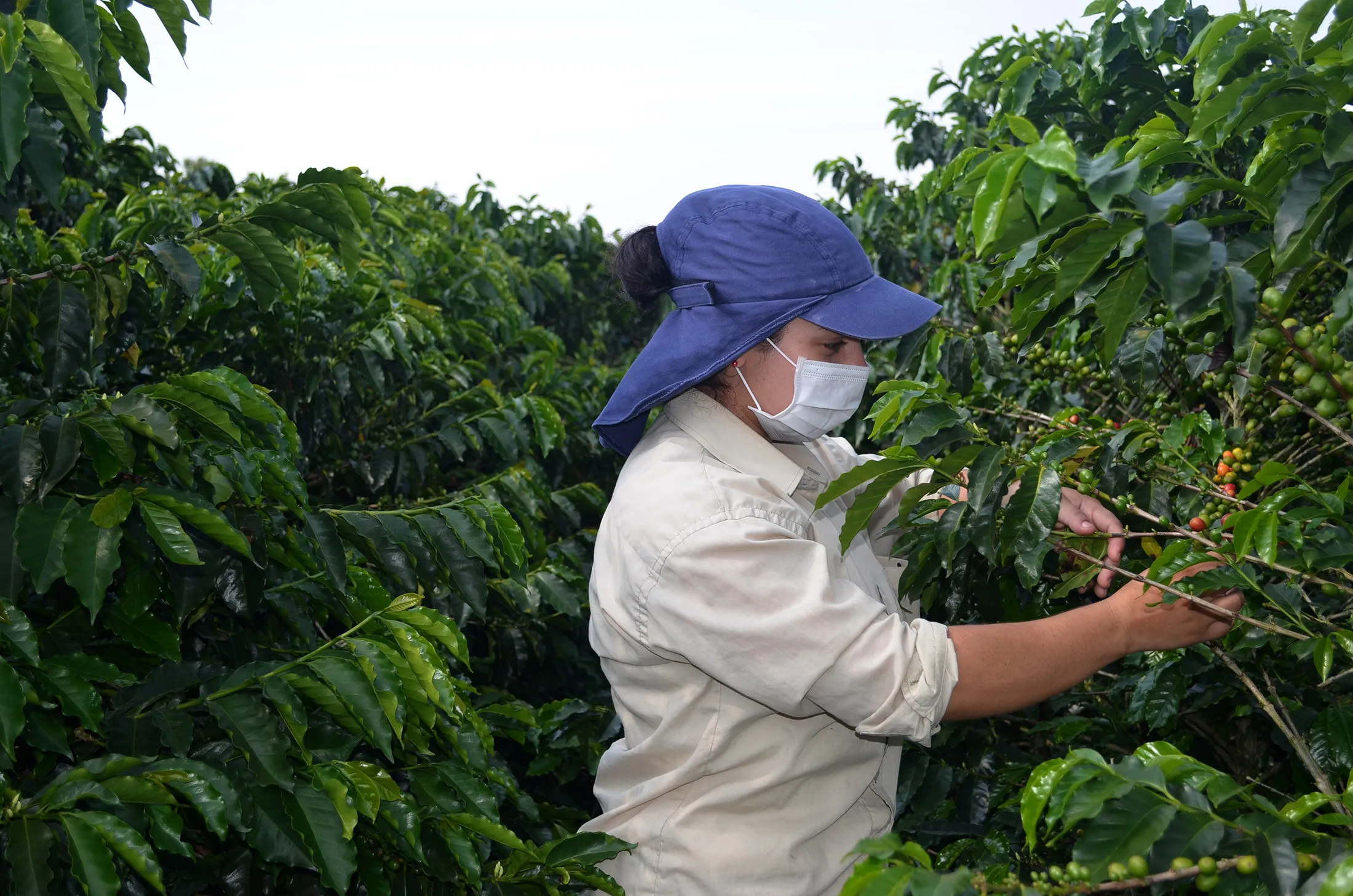 A worker wearing a protective mask picks coffee in Colombia.