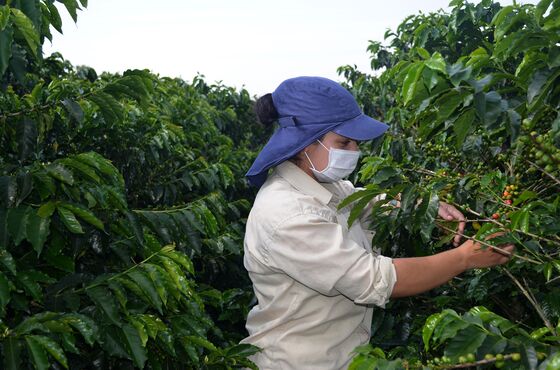 There’s No Money in Posh Coffee for Growers Slammed by Pandemic