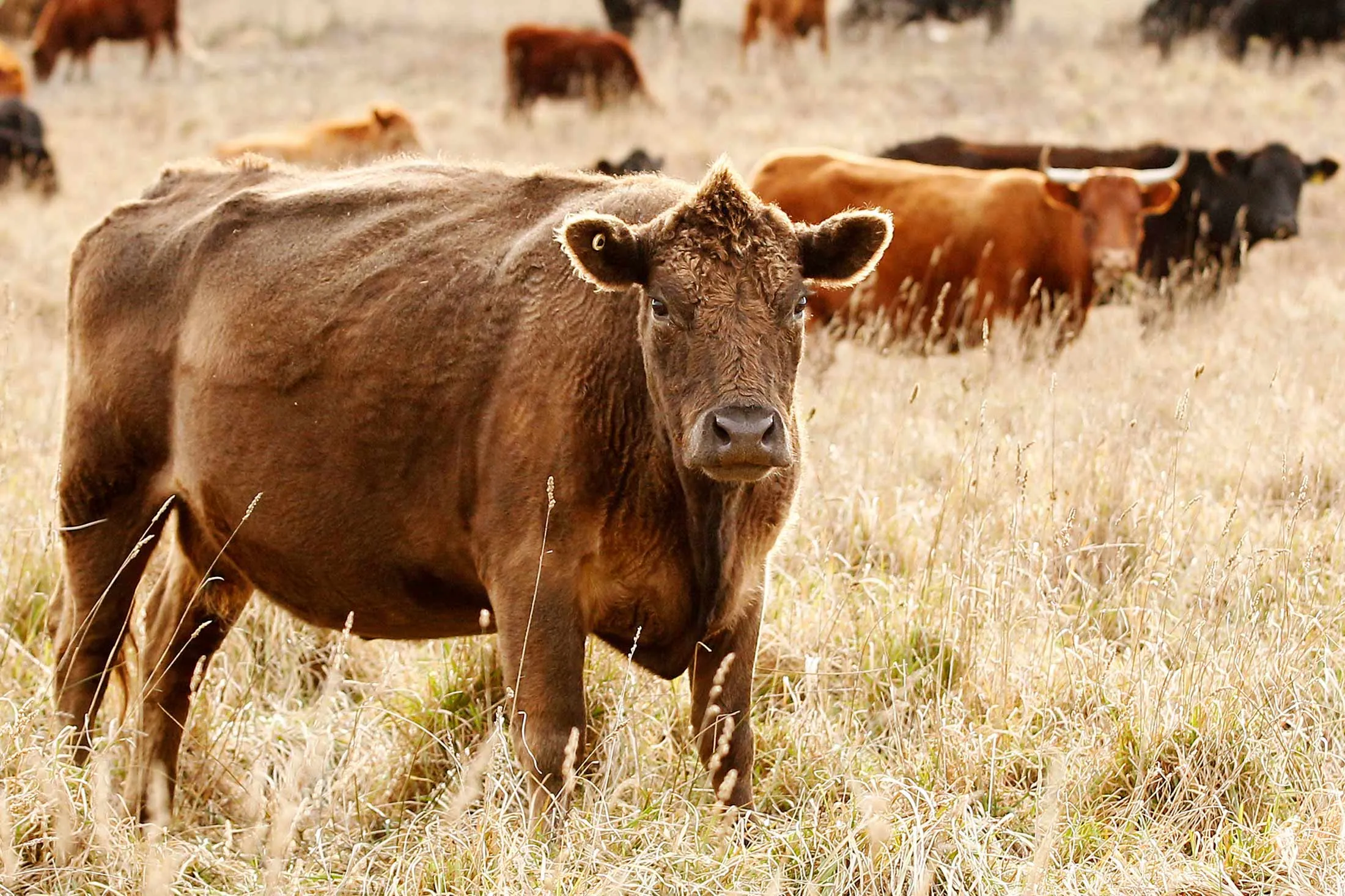 Devon and Angus cows graze in a field at the Mulloon Creek Natural Farm in Bungendore, Australia, on Thursday, July 30, 2015.
