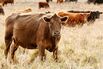 Beefing Up Down Under: Aussies Find New Boom in China Demand
