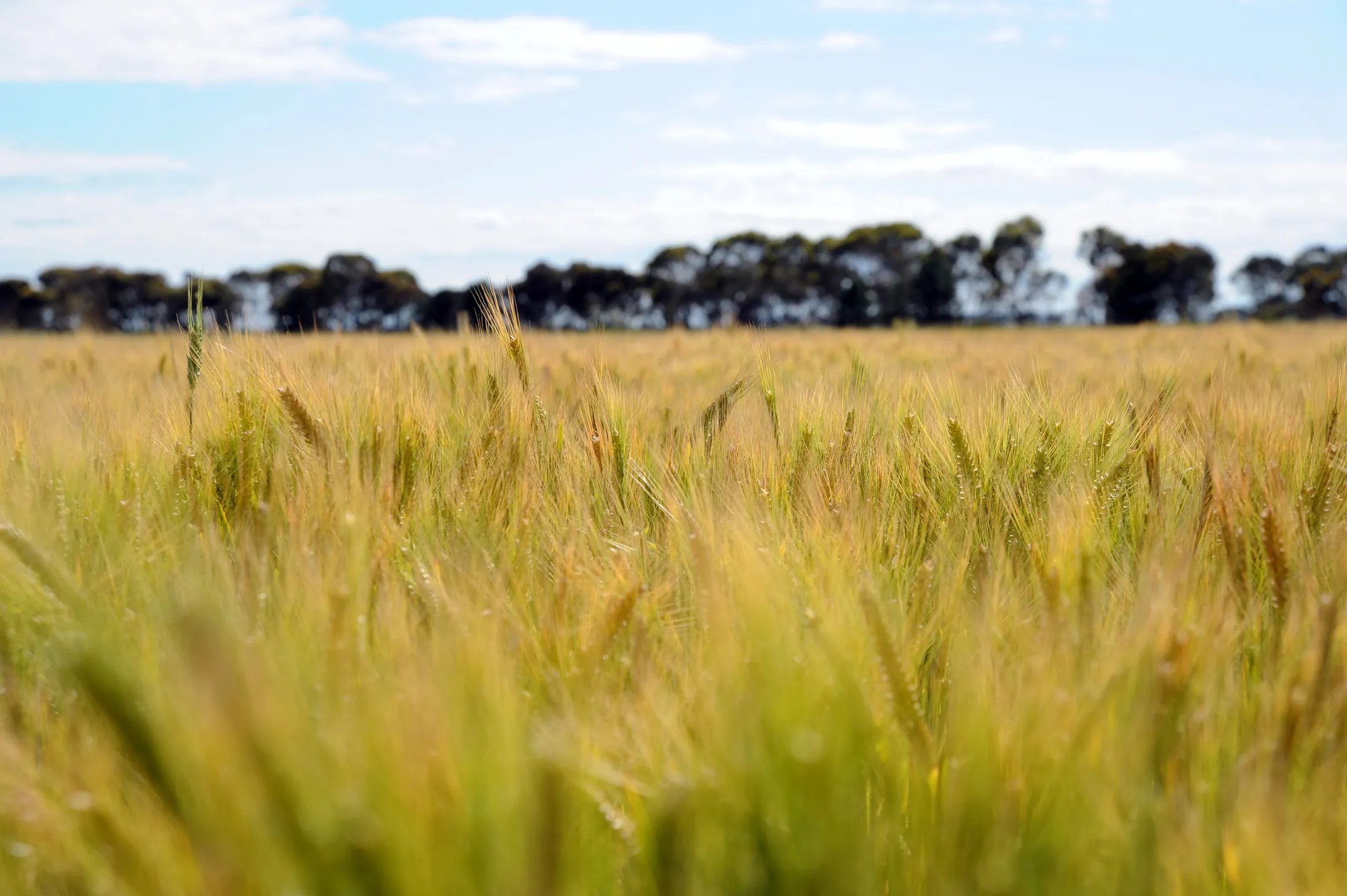 Australian Agricultural Activity