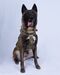 Military Working Dog Who Sustained Minor Injuries During Raid On ISIS Leader's Compound