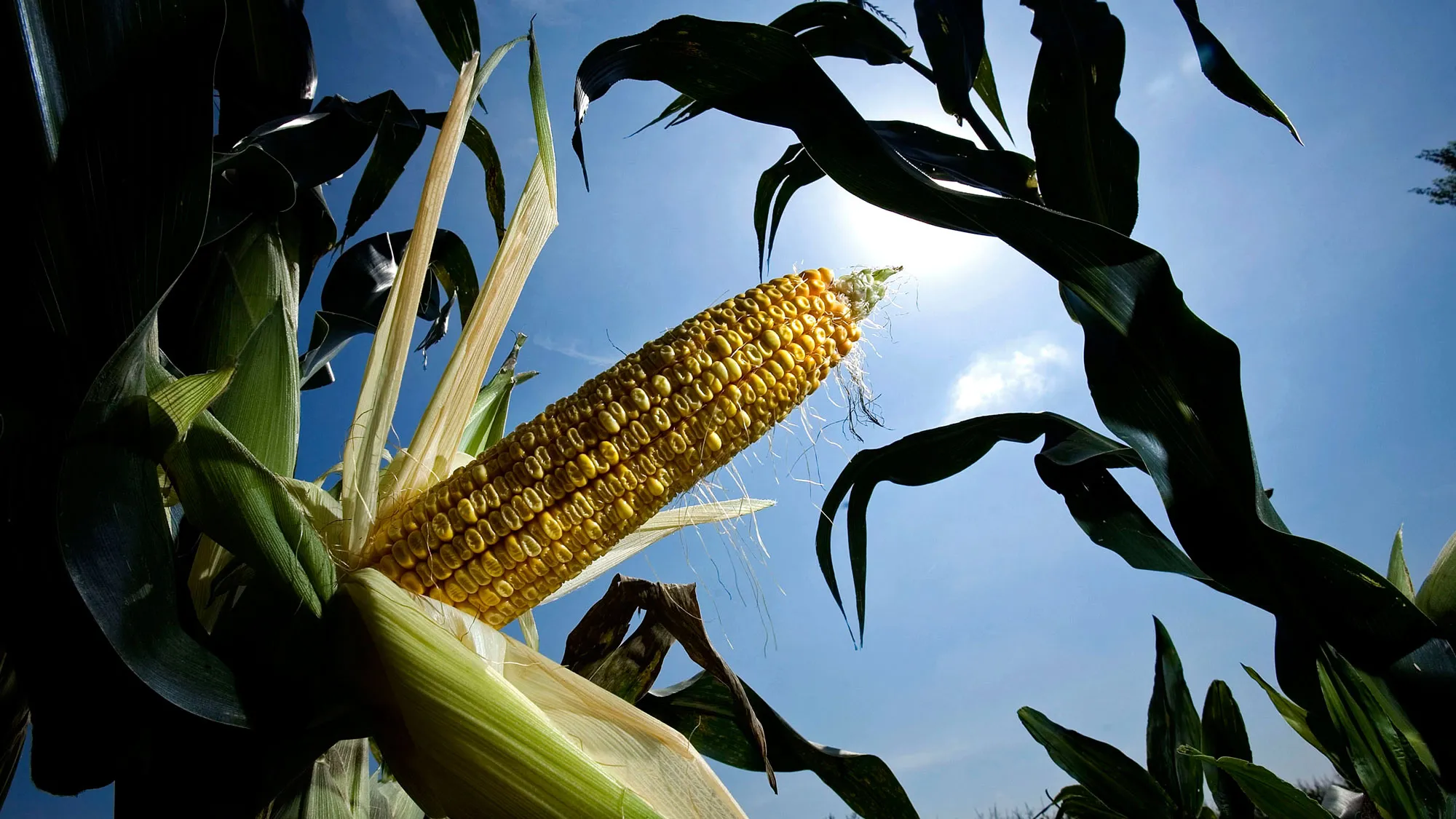 An ear of corn pealed open for examination on a farm near Farley, Iowa appears to be in the early dent stage on Wednesday, Aug 22, 2007.
