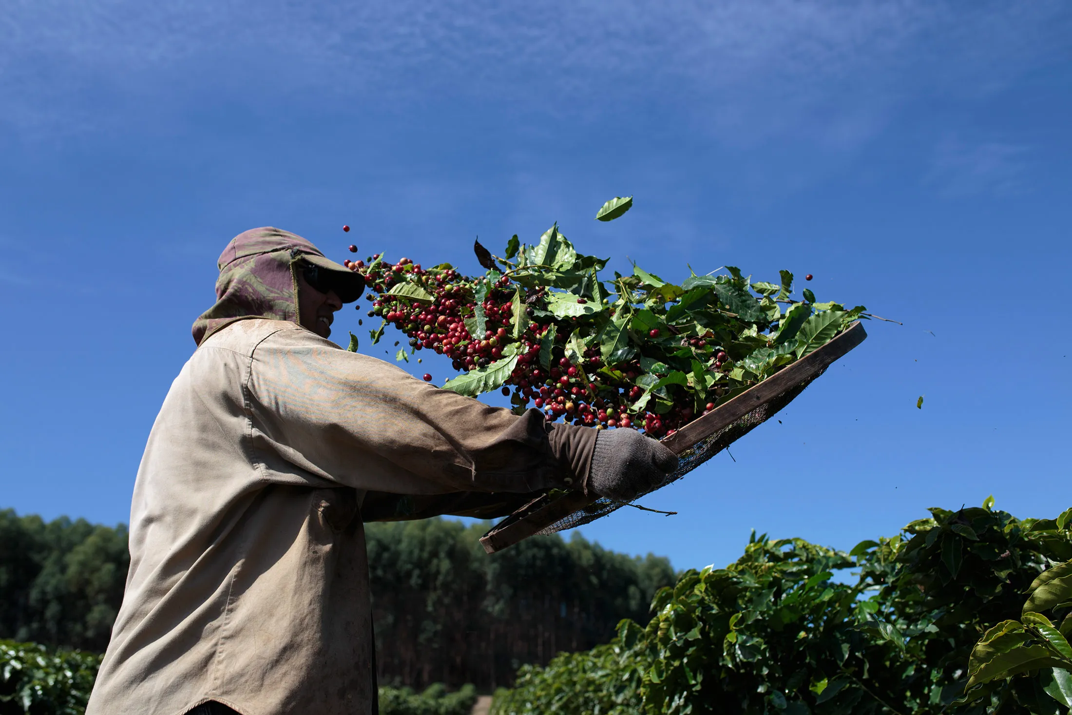 A worker separates coffee cherries during harvest at a plantation in the Minas Gerais state near Guaxupe, Brazil.
