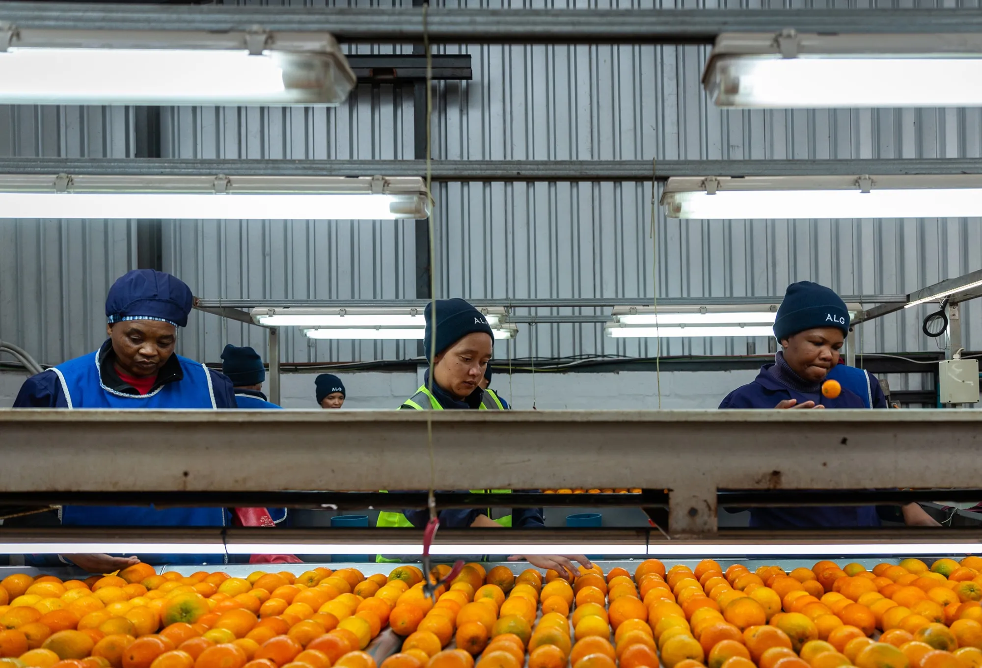 Trump’s Tariffs Squeeze South African Citrus Farmers