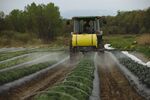 A worker rides a tractor while spraying pesticide on crops at a farm in Hudson, New York.