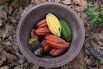 Cocoa Farming as Good Weather Boosts Harvest in Ivory Coast