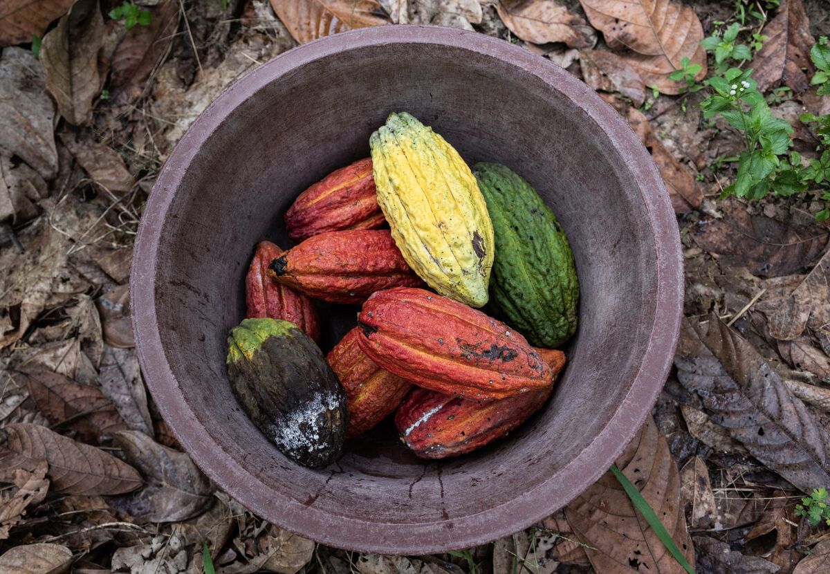 Cargill Halts Cocoa Processing in Ivory Coast Over Bean Quality