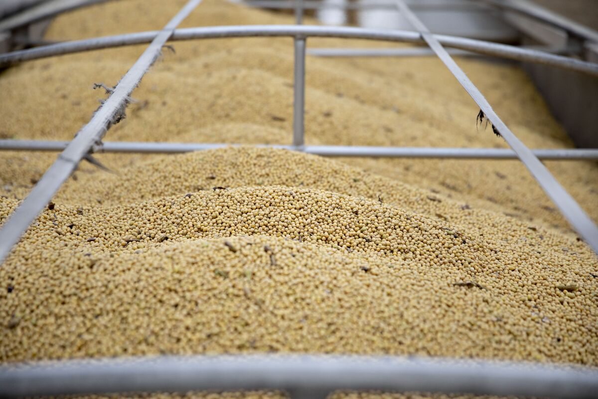 China Soy Imports Rise To 3-Month High As U.S. Cargoes Cleared - Bloomberg