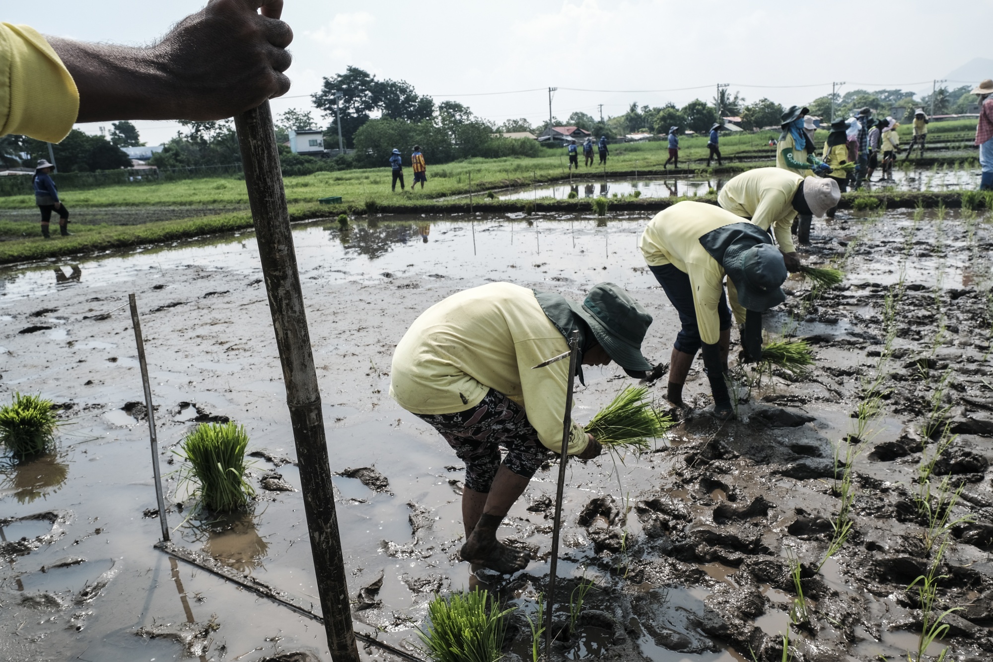 Farmers transplant rice seedlings in Los Banos, the Philippines.
