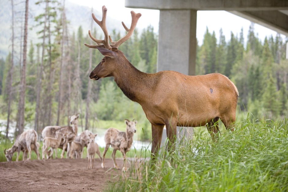 A young elk near a wildlife bridge in Banff Springs, Canada.