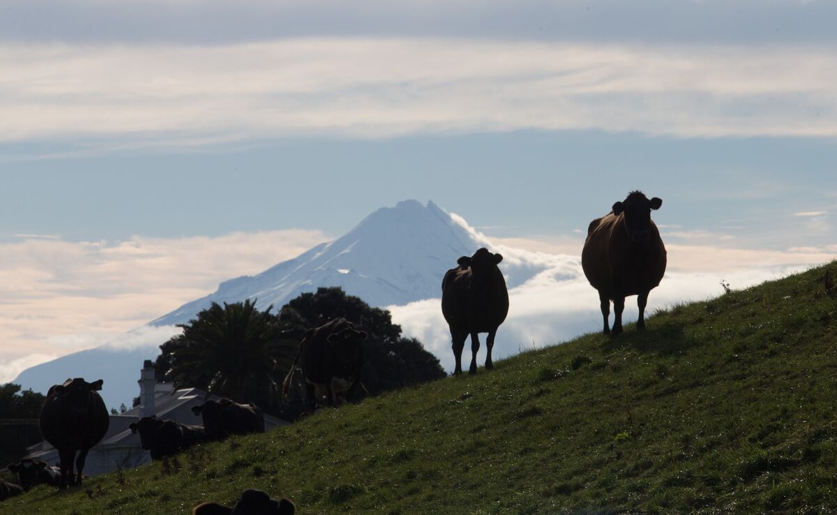 NZ Government Tells Councils That Farmers ‘Are Not the Enemy’