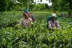 Tea Picking and Production at the Korangani Tea Estate Ahead Of Second-Quarter GDP Figures 