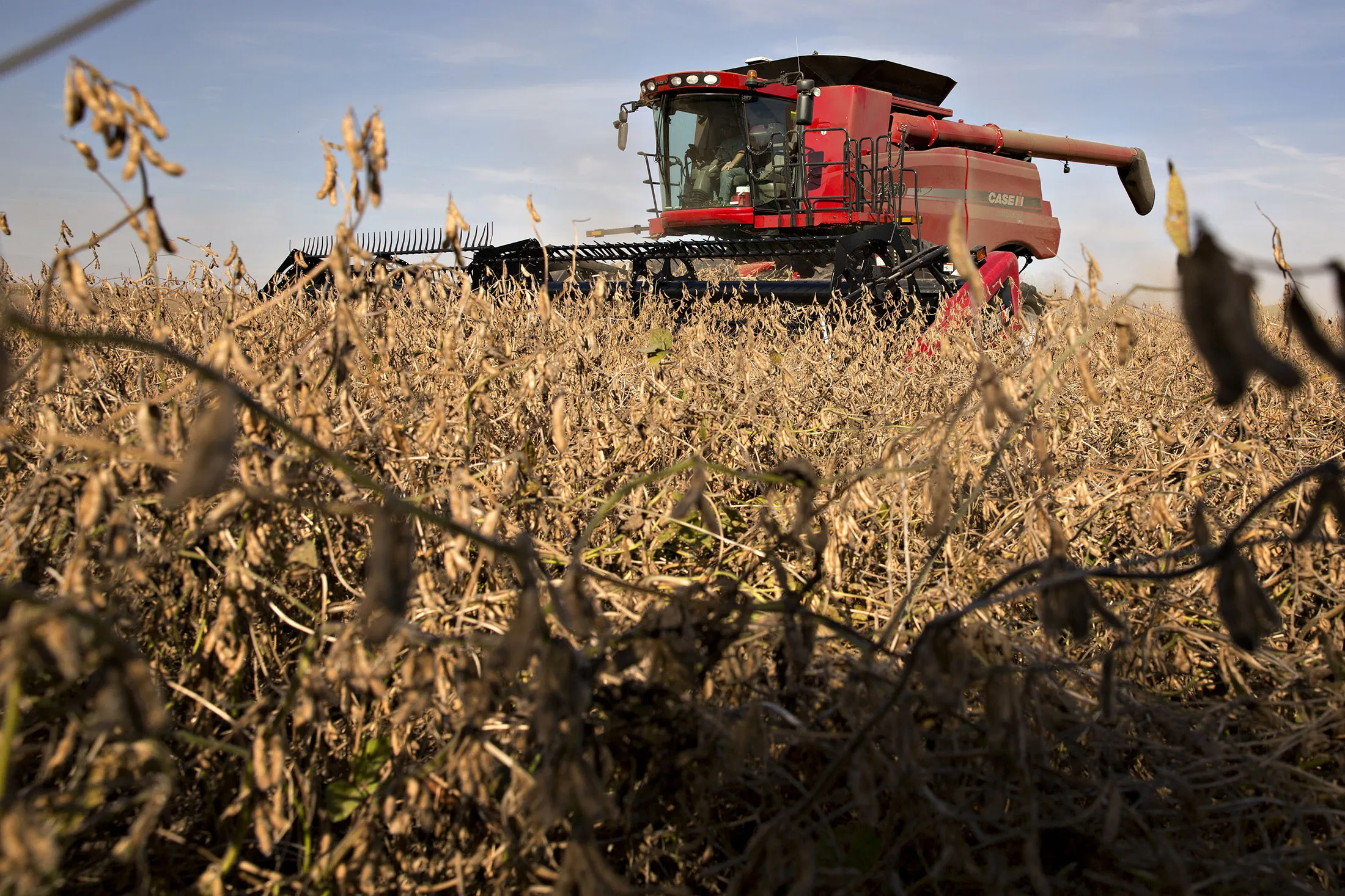 Soybeans are harvested with a Case IH 7230 combine harvester in Princeton, Illinois, U.S., on Thursday, Sept. 24, 2015. Soybean futures for November delivery fell 0.9% on the Chicago Board of Trade after reaching $8.92, highest for most-active contract since Sept. 16.
