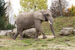 Zoo Transforms Animal Waste Into Energy