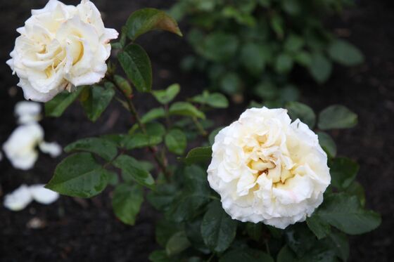 Hamptons Gardeners Are Getting a ‘Bodacious’ Bette Midler Rose