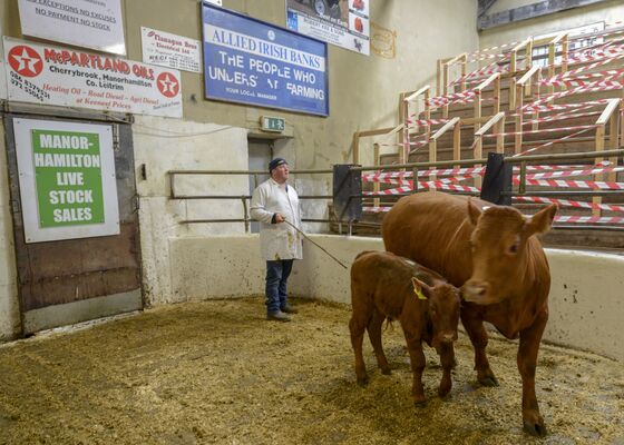 Battle Over Ireland’s Cows Will Test Europe’s Green Credentials