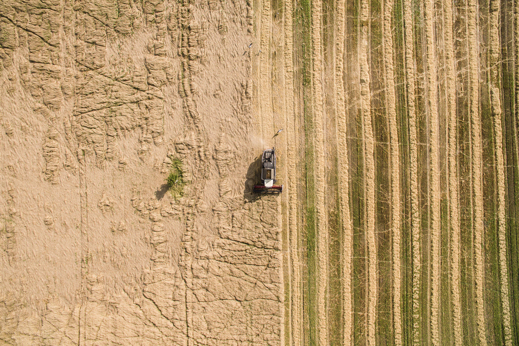 A combine harvester drives through a field of wheat during the summer harvest in&nbsp;Hungary