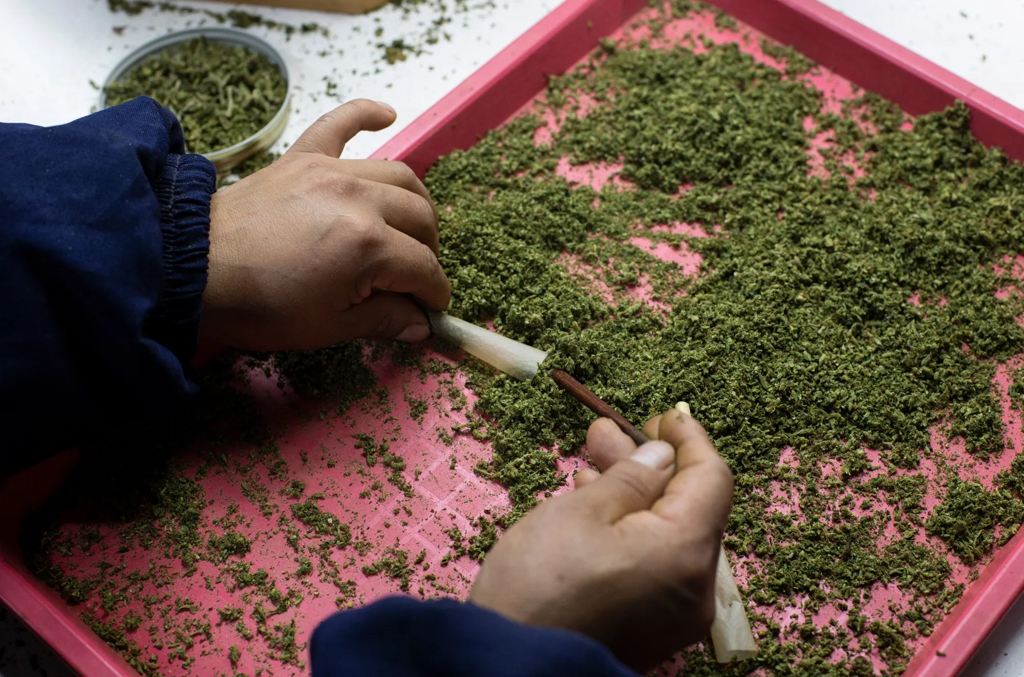 Ecuador's Burgeoning Cannabis Industry Takes Shape