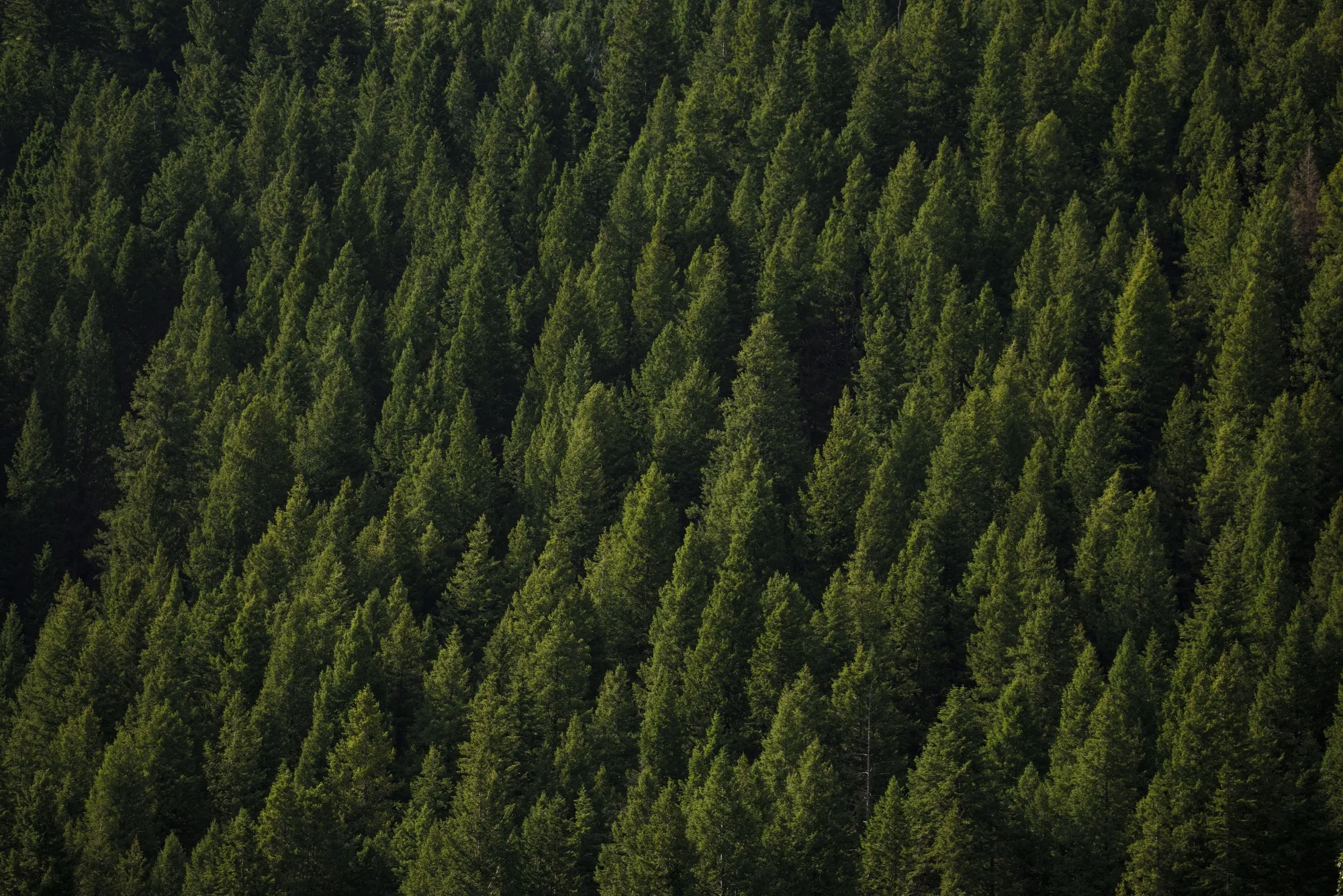 Trees grow on a hillside ahead of the Allen & Co. Media and Technology Conference in Sun Valley, Idaho.
