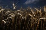 Canada's Wheat Harvest As Output Seen Increasing