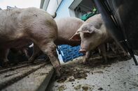 Swine Fever Threatens Europe’s Biggest Pork Producer