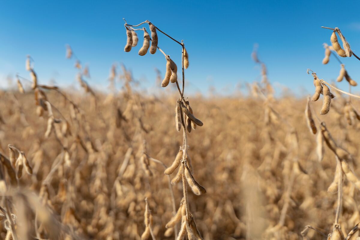 Soy Steadies Near Two-Month High With US-China Trade in Focus