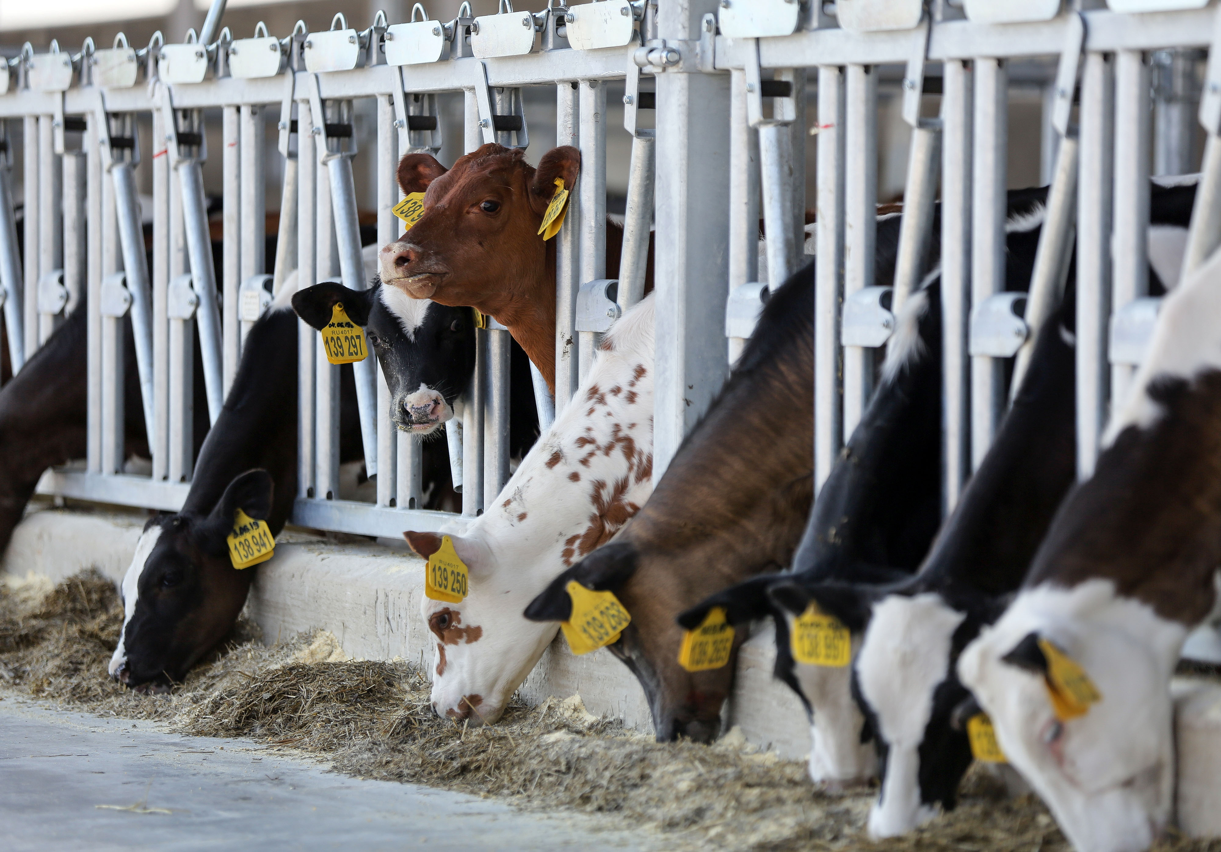 Calves feed at an&nbsp;Ekosem-Agrar AG operated dairy farm in Kaluga, Russia.