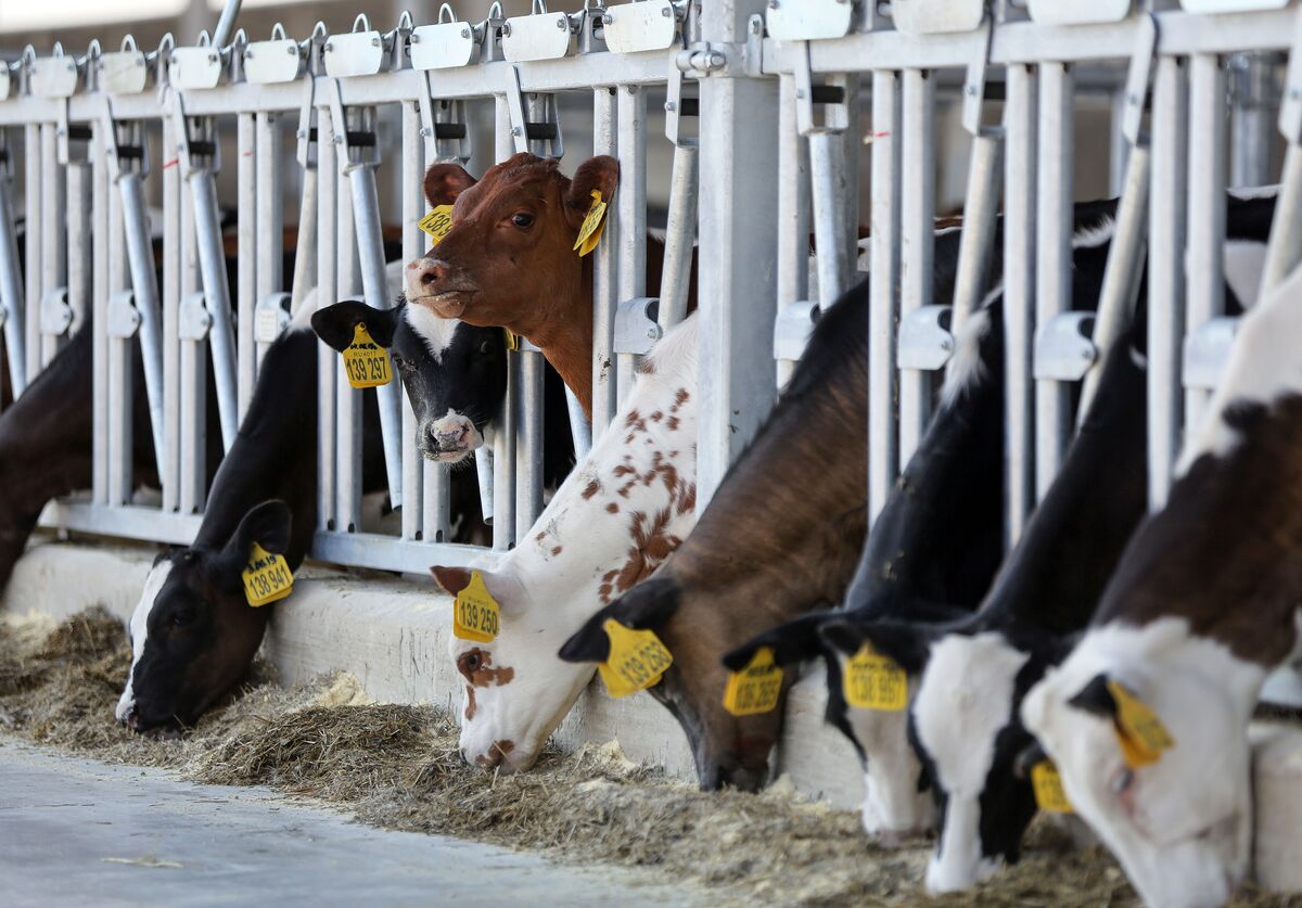 Russia Is Importing Thousands of European Cows Bloomberg