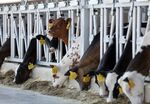 Calves feed at an&nbsp;Ekosem-Agrar AG operated dairy farm in Kaluga, Russia.
