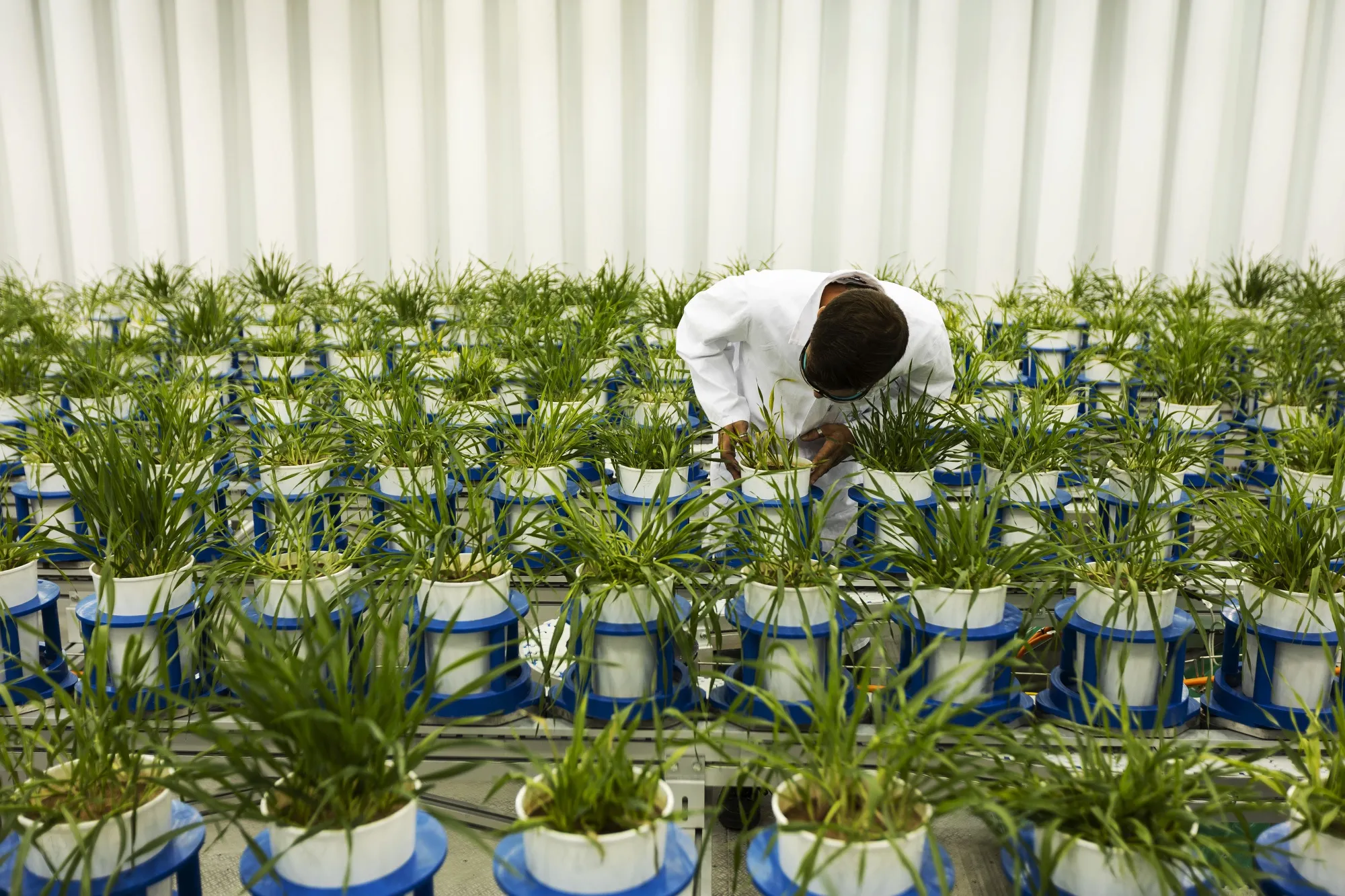 An employee inspects green barley shoots&nbsp;at a Bayer CropScience&nbsp;research and development center in Frankfurt, Germany.