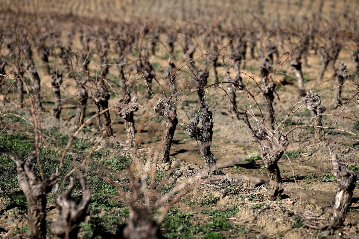 
                            France to Spend $150 Million Uprooting Vines as Wine Demand Dips