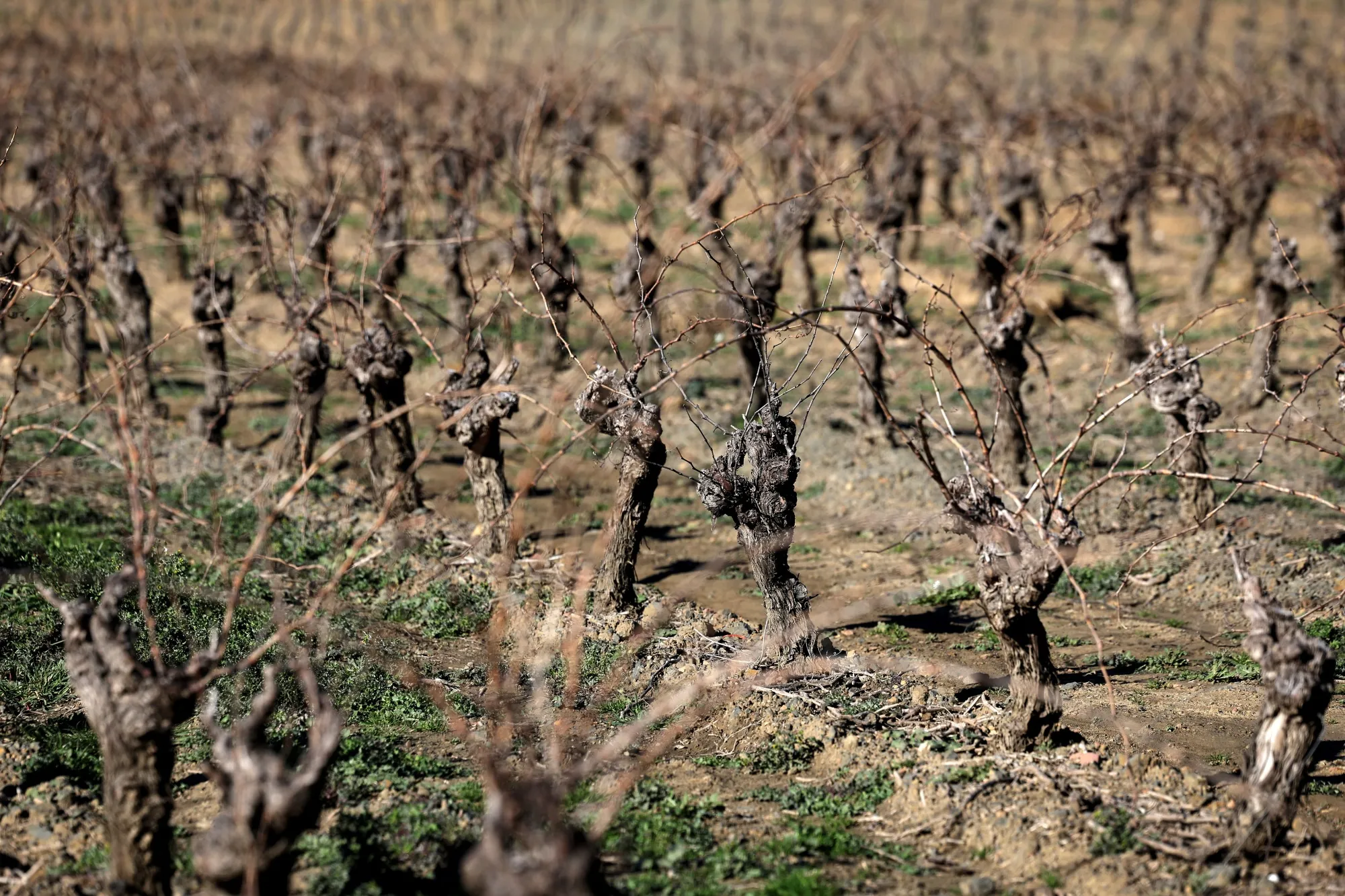 Vines in a field ahead of being dug up&nbsp;in southwestern France, in February.