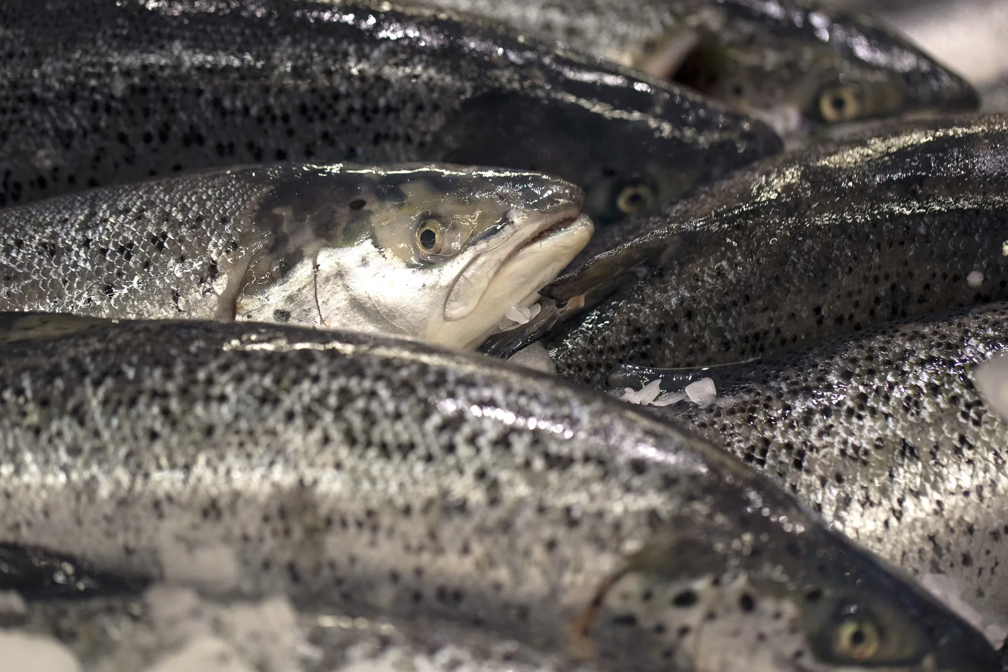 Norway’s farmed salmon for sale at a supermarket outside Paris.