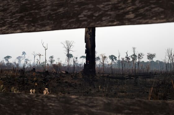 Norway Warns Its Companies to Not Hurt Brazil’s Rainforest