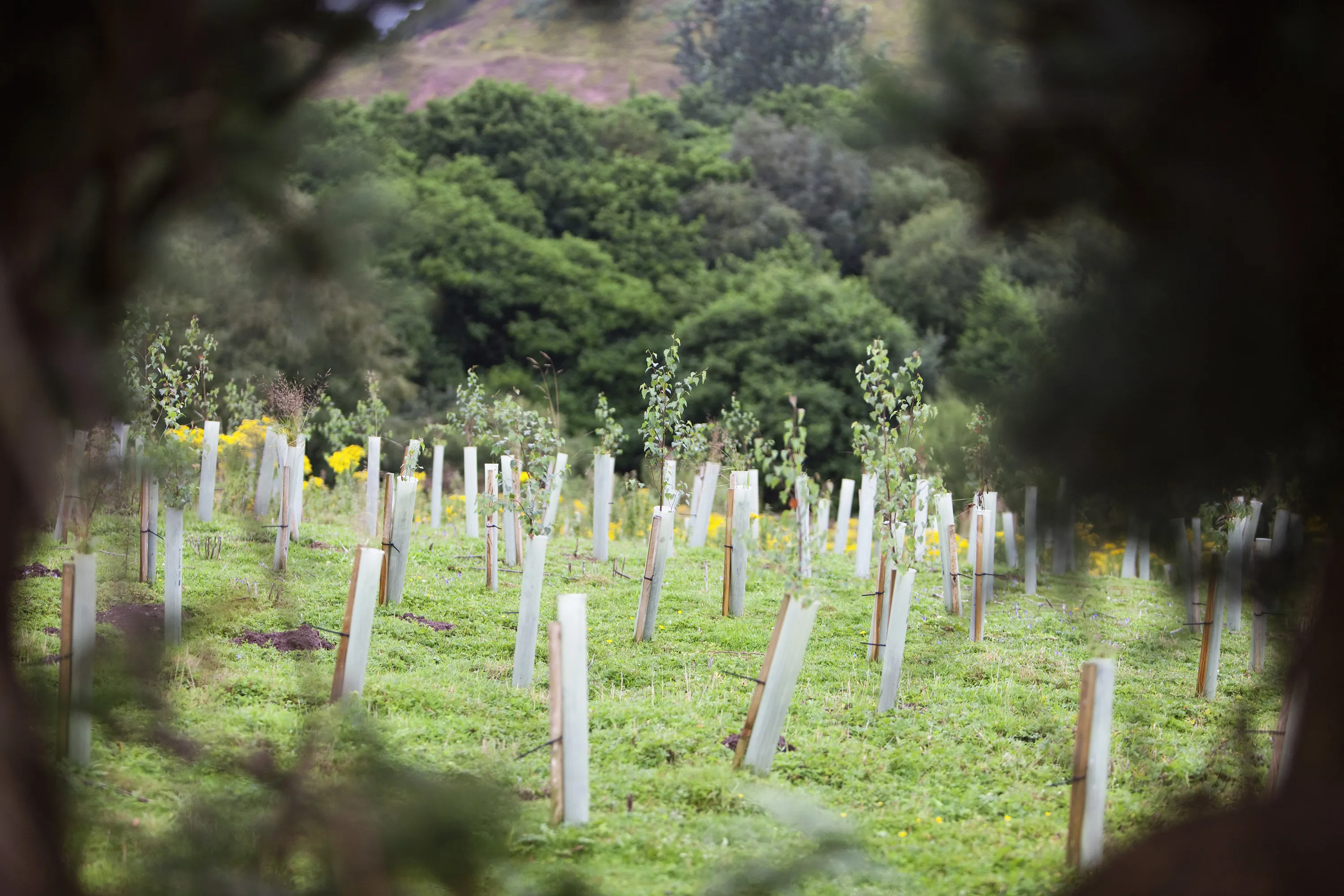 Sand Martin Wood in Faugh near Carlisle, Cumbria, UK, was acquired by the carbon offset company co2balance in September 2006. It has been planted with a broad mix of native trees over 6 hectares and is managed for wildlife as well as the companies offset