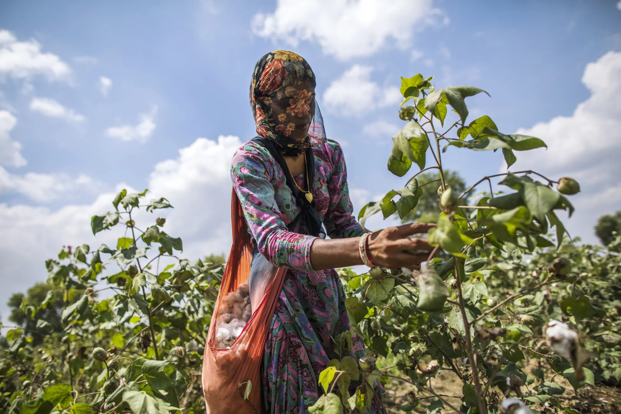 A farmer hand-picks cotton in a field in Dangad, Haryana, India.