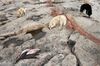 Three furry dogs with bushy tails, two golden colored and one black, are spread out eating fish on rocky ground with pockets of pooled water. There is a pile of five to ten fish at the bottom left of the photo frame.