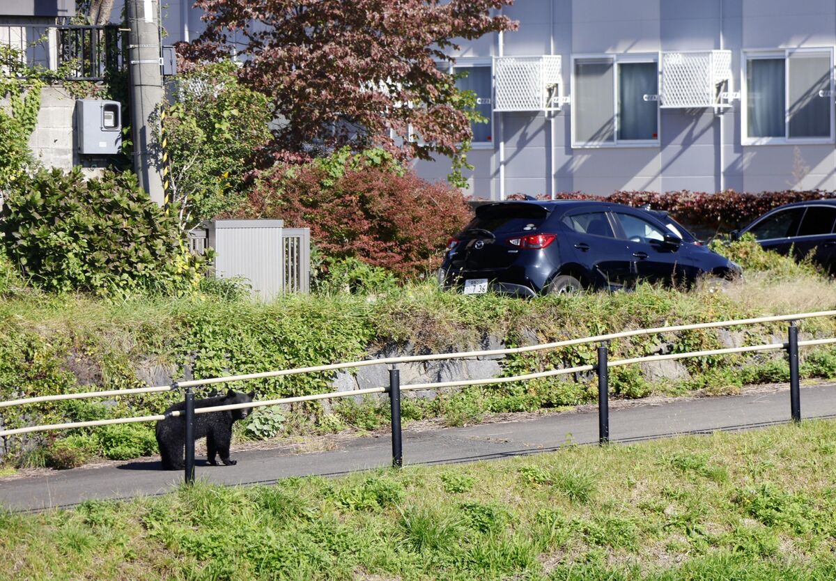 Urban Bears Bring Fur and Loathing to Japan