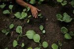 A man plants seedlings at the Sitie Ecological Park in Vidigal, part of a larger trend of community gardening in Rio's favelas.
