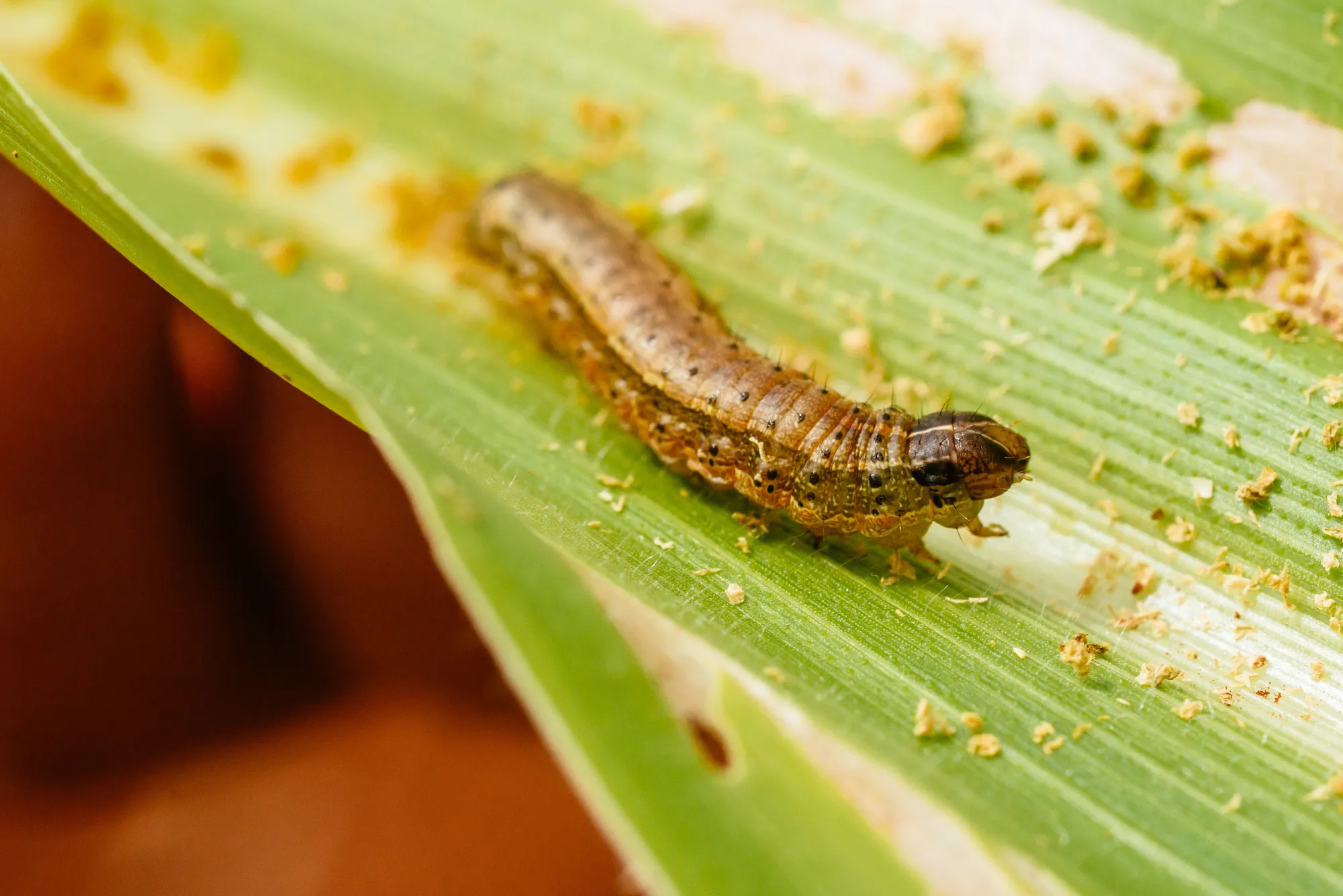 The caterpillar larva of a fall armyworm.