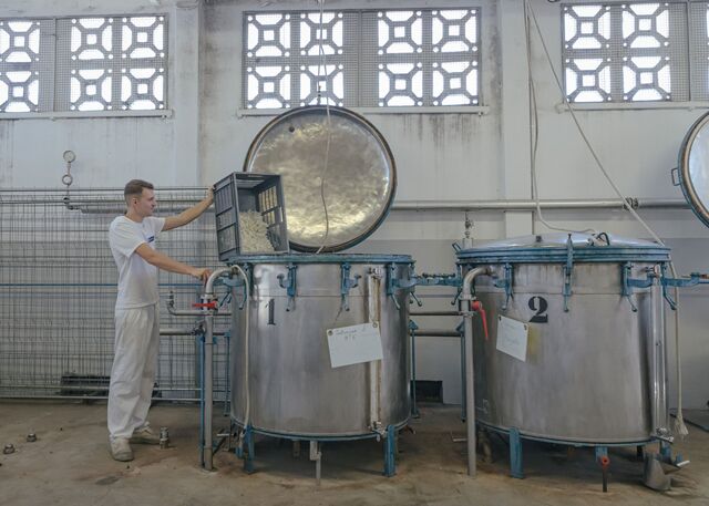 A worker at the Robertet perfume processing factory in Grasse, France tips fresh tuberose flowers into a processing machine. France, September 2022.