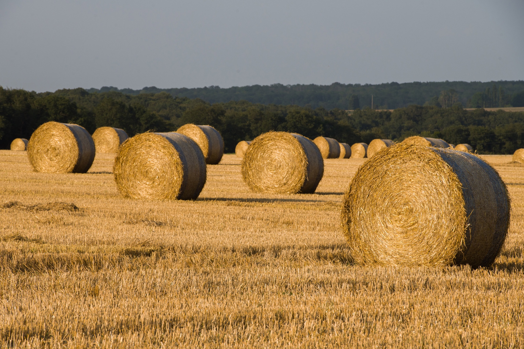 Wheat Harvest With Food Supplies Slammed by Weather 