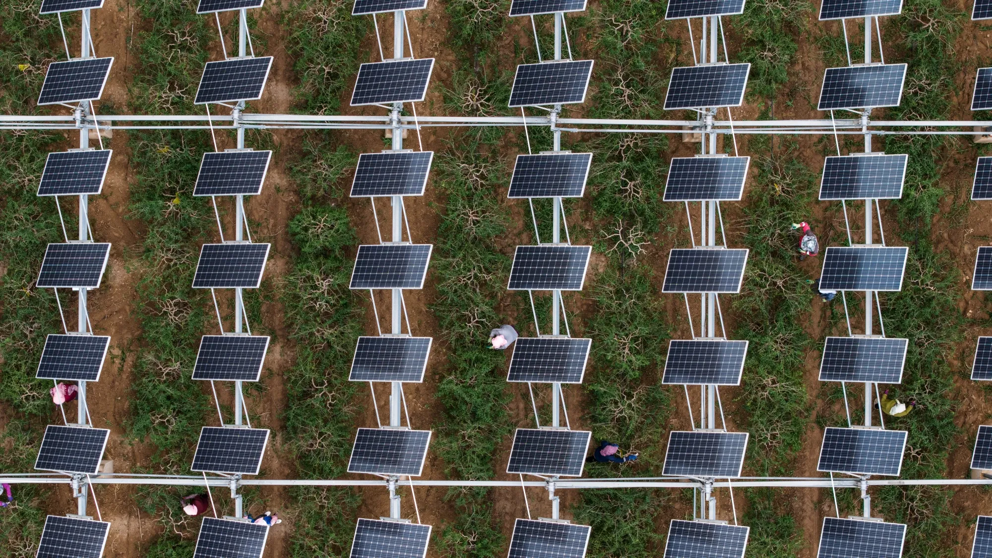A photovoltaic plant on an agriculture field in China