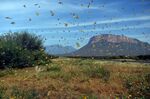Locusts swarm from ground vegetation in Samburu county, Kenya, on Jan. 22.