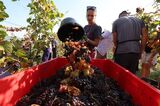 FRANCE-WINE-HARVEST-PINOT NOIR