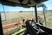 Wheat Harvest As Shipments From Australia Forecast To Decline