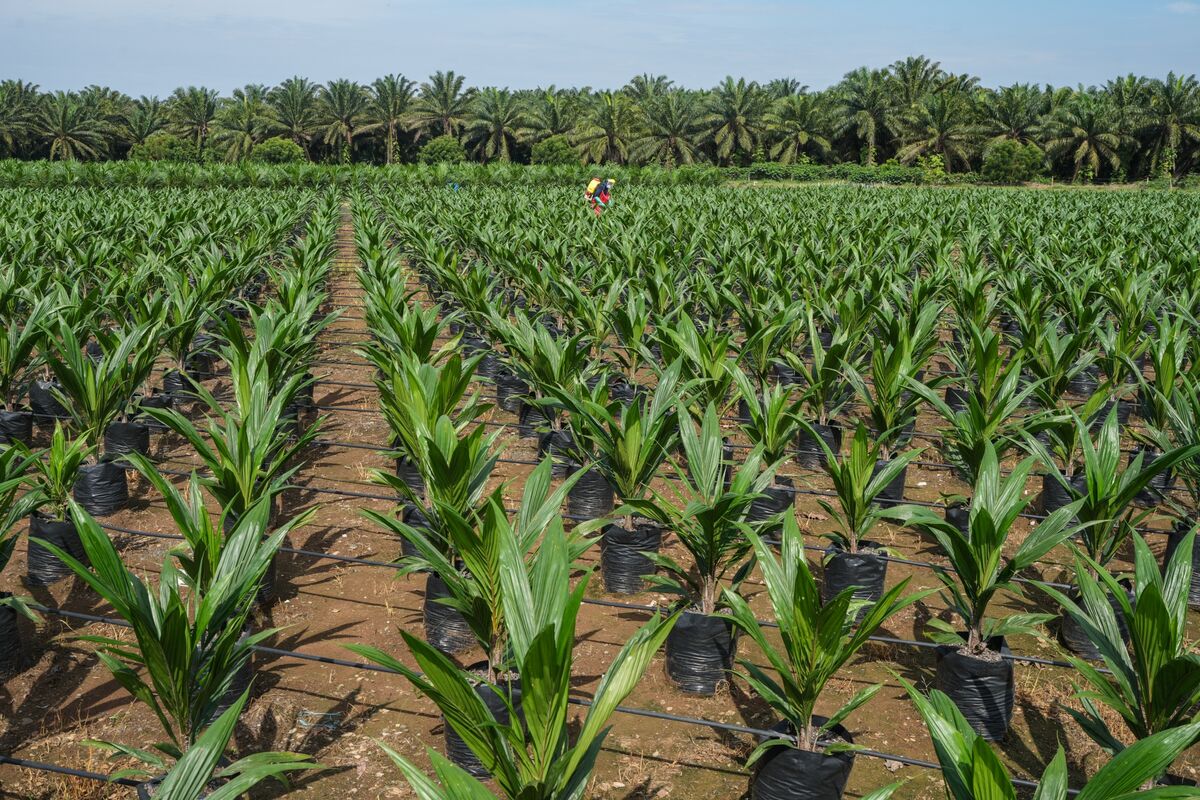
                            Palm Oil Holds Three-Day Gain With Malaysian Stockpiles in Focus