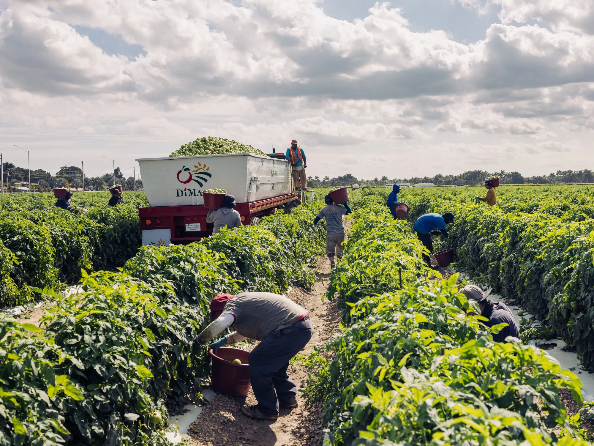 Workers on H-2A visas harvest tomatoes at a farm near Homestead, Florida.&nbsp;